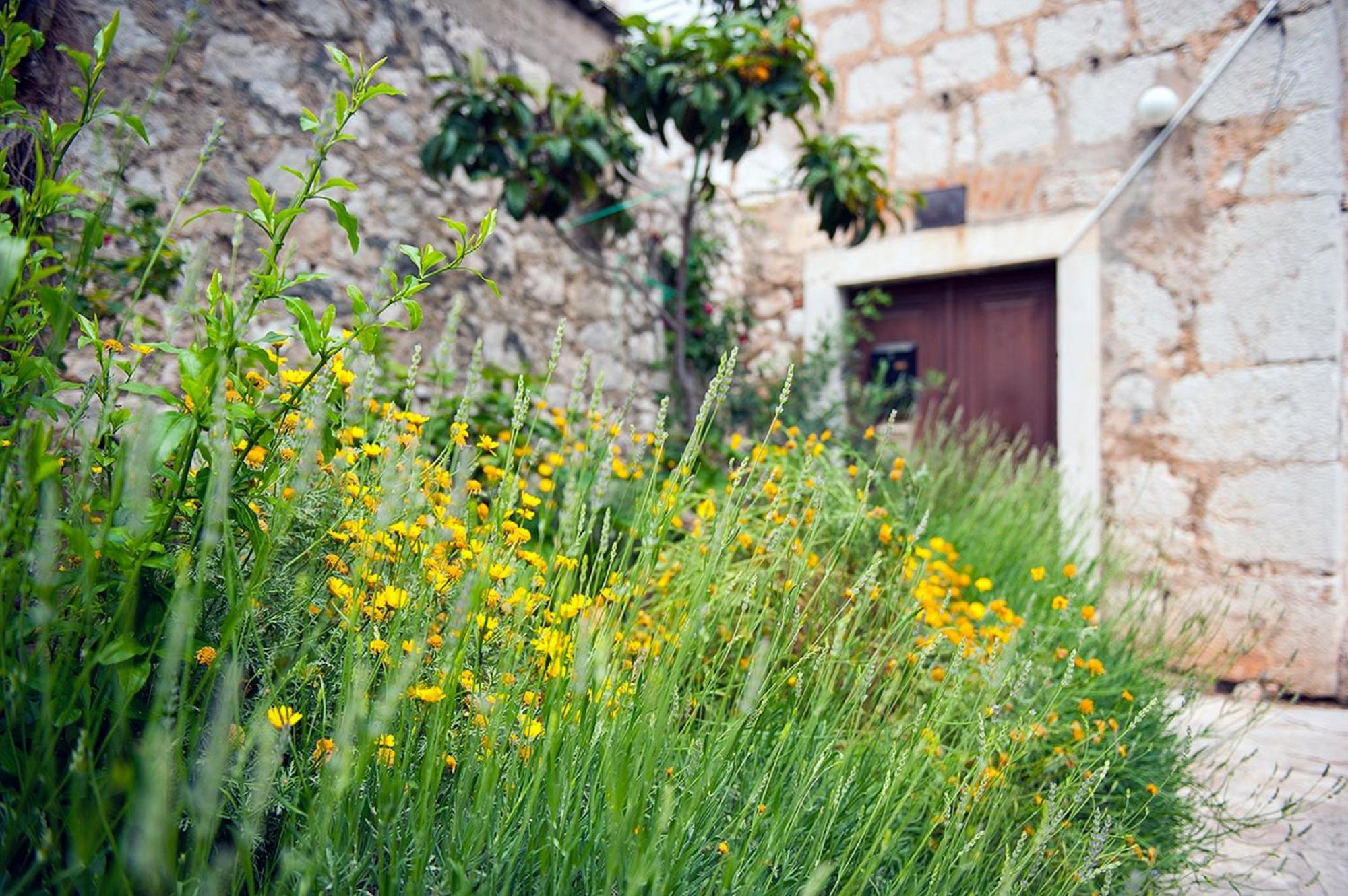 Dalmatian Garden - Free Parking - City Centre Σίμπενικ Εξωτερικό φωτογραφία